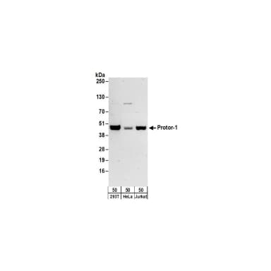 Rabbit anti-Protor-1 Antibody, Affinity Purified