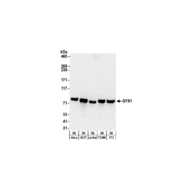 Rabbit anti-GYS1 Antibody, Affinity Purified