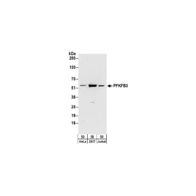 Rabbit anti-PFKFB3 Antibody, Affinity Purified