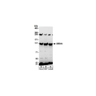 Rabbit anti-UBE4A Antibody, Affinity Purified