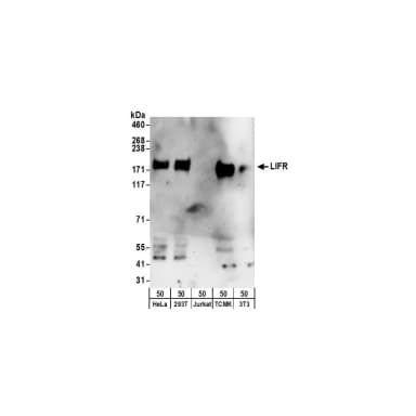 Rabbit anti-LIFR Antibody, Affinity Purified
