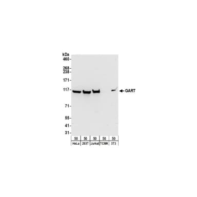 Rabbit anti-GART Antibody, Affinity Purified