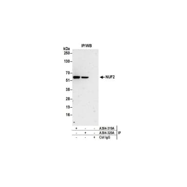 Rabbit anti-NUF2 Antibody, Affinity Purified