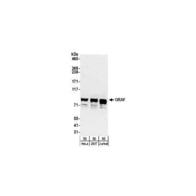 Rabbit anti-GRAF Antibody, Affinity Purified