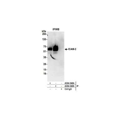 Rabbit anti-ICAM-2 Antibody, Affinity Purified