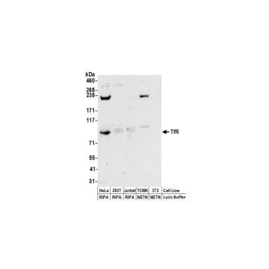 Rabbit anti-TfR Antibody, Affinity Purified
