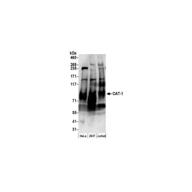 Rabbit anti-CAT-1 Antibody, Affinity Purified