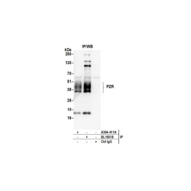 Rabbit anti-PZR Antibody, Affinity Purified