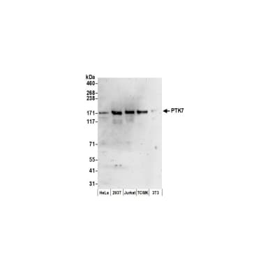 Rabbit anti-PTK7 Antibody, Affinity Purified