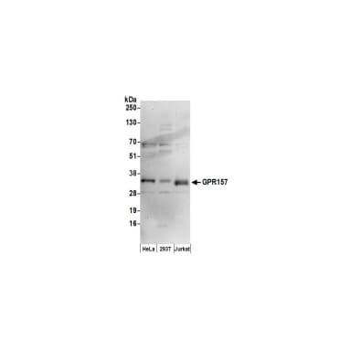Rabbit anti-GPR157 Antibody, Affinity Purified