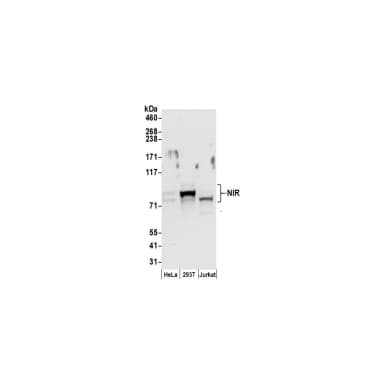 Rabbit anti-NIR Antibody, Affinity Purified