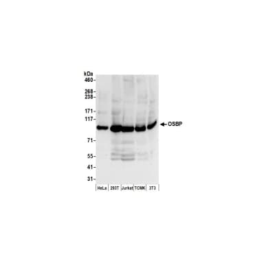 Rabbit anti-OSBP Antibody, Affinity Purified