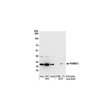 Rabbit anti-PGRMC1 Antibody, Affinity Purified