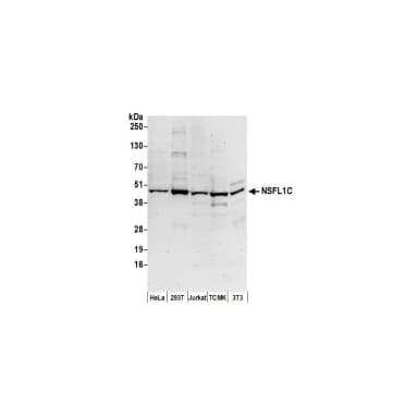 Rabbit anti-NSFL1C Antibody, Affinity Purified