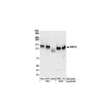 Rabbit anti-RRP12 Antibody, Affinity Purified