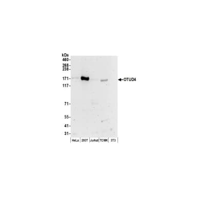 Rabbit anti-OTUD4 Antibody, Affinity Purified