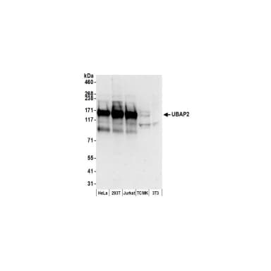 Rabbit anti-UBAP2 Antibody, Affinity Purified
