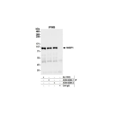 Rabbit anti-N4BP1 Antibody, Affinity Purified
