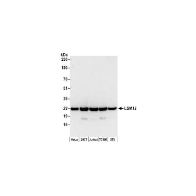 Rabbit anti-LSM12 Antibody, Affinity Purified