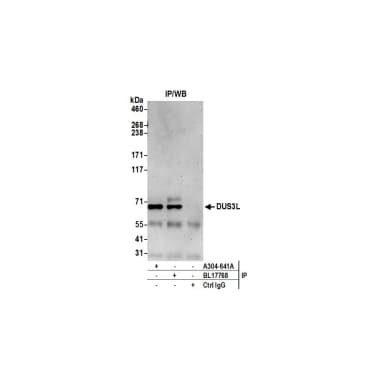 Rabbit anti-DUS3L Antibody, Affinity Purified