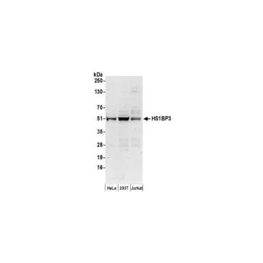 Rabbit anti-HS1BP3 Antibody, Affinity Purified