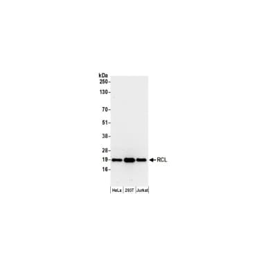Rabbit anti-RCL Antibody, Affinity Purified