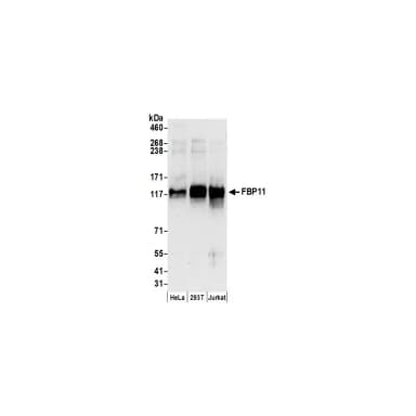 Rabbit anti-FBP11 Antibody, Affinity Purified