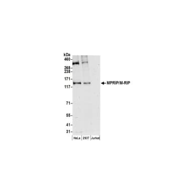 Rabbit anti-MPRIP/M-RIP Antibody, Affinity Purified
