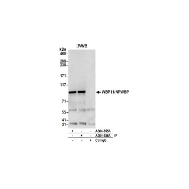 Rabbit anti-WBP11/NPWBP Antibody, Affinity Purified