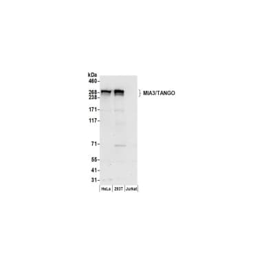 Rabbit anti-MIA3/TANGO Antibody, Affinity Purified