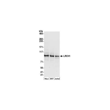 Rabbit anti-LRCH1 Antibody, Affinity Purified