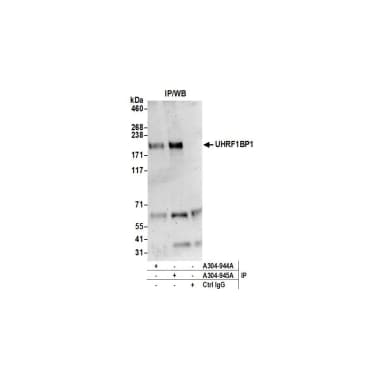 Rabbit anti-UHRF1BP1L/KIAA0701 Antibody, Affinity Purified