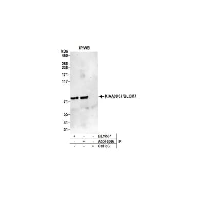 Rabbit anti-KIAA0907/BLOM7 Antibody, Affinity Purified