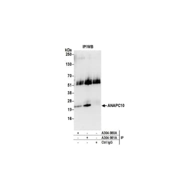 Rabbit anti-ANAPC10/APC10 Antibody, Affinity Purified