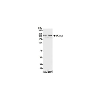 Rabbit anti-DOCK5 Antibody, Affinity Purified