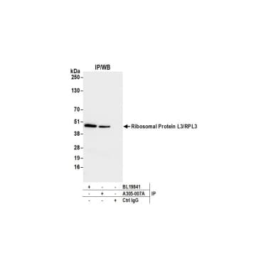 Rabbit anti-Ribosomal Protein L3/RPL3 Antibody, Affinity Purified