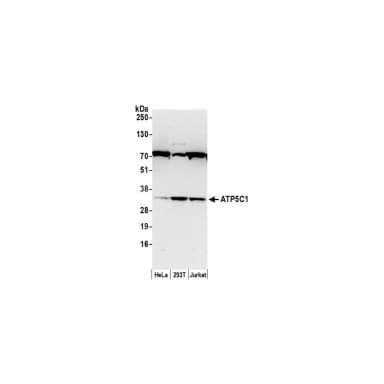 Rabbit anti-ATP5C1/ATPG Antibody, Affinity Purified