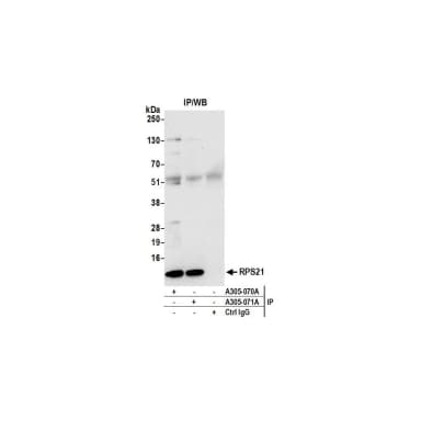 Rabbit anti-RPS21/Ribosomal Protein S21 Antibody, Affinity Purified