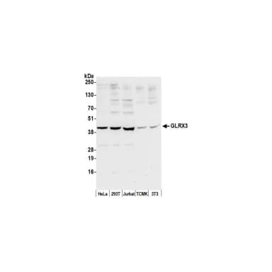 Rabbit anti-GLRX3/PICOT/TXNL2 Antibody, Affinity Purified