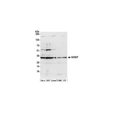 Rabbit anti-NOSIP Antibody, Affinity Purified
