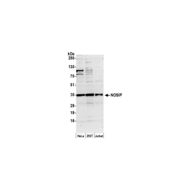 Rabbit anti-NOSIP Antibody, Affinity Purified
