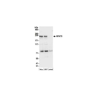 Rabbit anti-NFAT5 Antibody, Affinity Purified