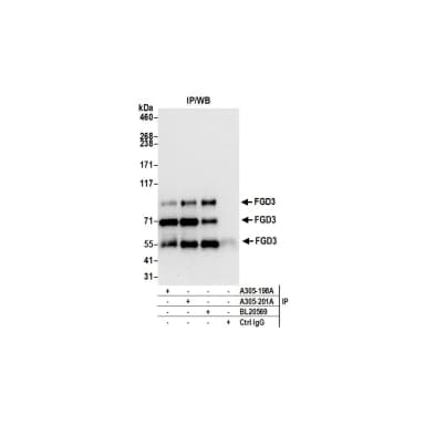 Rabbit anti-FGD3 Antibody, Affinity Purified
