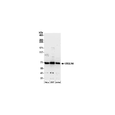 Rabbit anti-UBQLN4/CIP75/Ubiquilin 4 Antibody, Affinity Purified