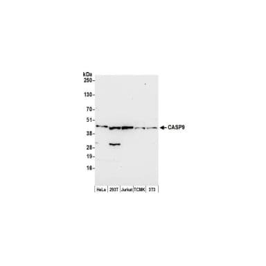Rabbit anti-CASP9/Caspase 9 Antibody, Affinity Purified