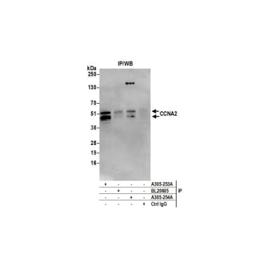 Rabbit anti-CCNA2/Cyclin A2 Antibody, Affinity Purified