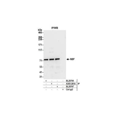 Rabbit anti-NSF Antibody, Affinity Purified