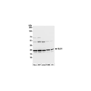 Rabbit anti-GLO1/Glyoxalase I Antibody, Affinity Purified