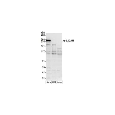 Rabbit anti-L1CAM/LI Antibody, Affinity Purified