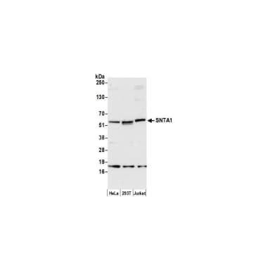 Rabbit anti-SNTA1 Antibody, Affinity Purified